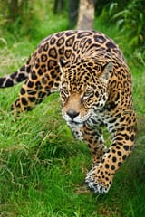 depositphotos_12025955-stock-photo-stunning-jaguar-panthera-onca-prowling