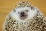 funny_hedgehog_names_3280_4_600