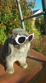 RabbitEveryHour-1709146296609538183-img1 bun cute glasses