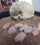 hedgehog_babies