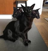 GSfcouoXkAAuYVz