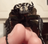 beetle