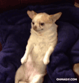 dogsnack