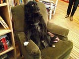 shocked-dog