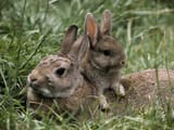 bunny-baby-bunnies-19897127-1024-768-3245963240