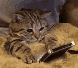 catphone