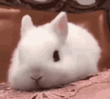 bunny-too-cute