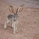 big_ears