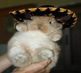 GIaSD9ob0AAegm7