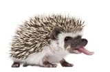 GettyImages-106563992-scaled