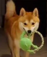 sld-raining-cats-and-dog-sol-ring-revealed-v0-6wct0eykm8ec1