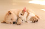 242618-1600x1030-dog-rabbit-cuddling-996410151
