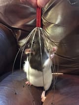 FB_IMG_1752345841588
