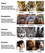 GpoGGpAWYAEKs82 race breeding species