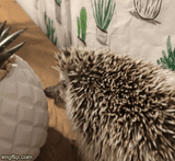 alcapoke-the-hedgehog-hedgehog