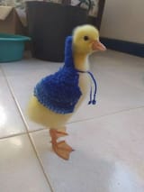 820b7b7d0ce877a5a15b06be3d750683