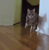 stomp-cat