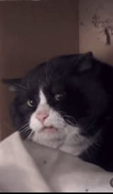 disgusted-cat