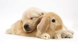 7-rabbit-and-puppy-jane-burton-1873461204