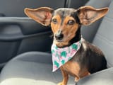 chiweenie-dog-best-ears-car-600nw-2510503279