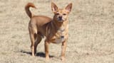 Chihuahua-Lab-mix-in-Field