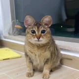 FB_IMG_1740607416528