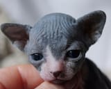 sphinx cat