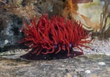Beadlet-anemone-_marknthomasimages.co_.uk_-730x516