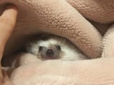blankets