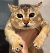Thread 40474626 OP Image