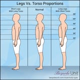 Legs-Vs-Torso-Proportions