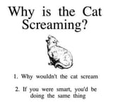 scream cat