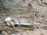 jackrabbit