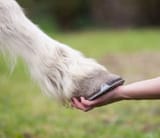 hold my hoof