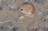 Kozlov&#039;s_Pygmy_Jerboa_imported_from_iNaturalist_photo_350434168_on_13_August_2024