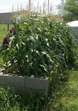 corn 2