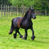 Fell_Pony_by_Thomas_Lunzer_-_Creative_Commons_Licensging