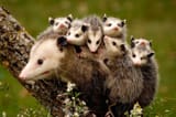Opossum-2-