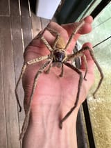 golden-huntsman-the-biggest-huntsman-spider-in-australia-v0-zqz7bqul4mfa1