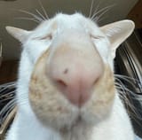 1710550226794519