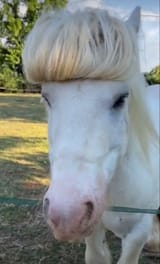 horse with bangs