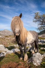 horse