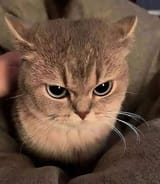 Thread 40490918 OP Image