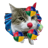 clown kitty