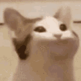 Thread 40496856 OP Image