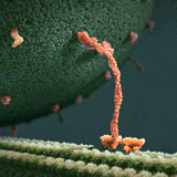 John-Liebler-Kinesin-Walking