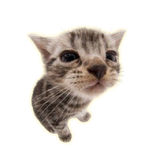 Thread 40497071 OP Image