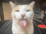 cat