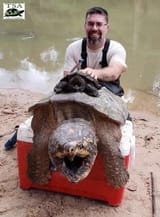 snapper
