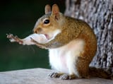 comedy-wildlife-awards-squirel-stop